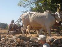 diese Anlagen sind typisch im Aravalli-Gebirge