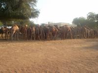 auf der Kamelfarm von Bikaner 