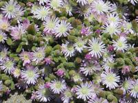 0337 Lüderitzbucht - Fjord - Wilde Mittagsblumen