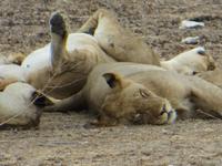 1072 Etoscha-Nationalpark - Löwen