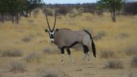 1089 Etoscha-Nationalpark - Oryx