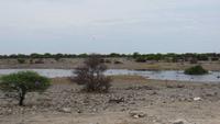 1184 Etoscha-NP