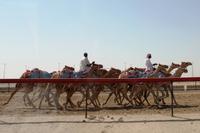 an der Kamelrennbahn