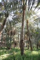 in der Oase von Al Ain