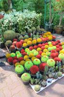 auf dem friday market