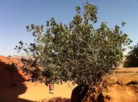 ein wilder Feigenbaum