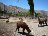 Besuch Pukara de Tilcara