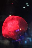 IMG_2959_Qualle im Dubai Mall Aquarium