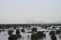 IMG_3148_Mangroven in Abu Dhabi
