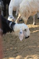 IMG_3276_Schafe auf dem Kamelmarkt Al Ain