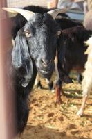 IMG_3279_Schafe auf dem Kamelmarkt Al Ain