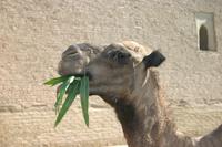 Kamel in Chiva