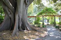 Spaziergang in den Company Gardens in Kapstadt