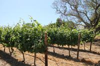 Weingut Neethlingshof