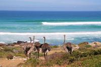 Wilde Strauße auf der Kaphalbinsel