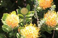 Nadelkissenprotea auf der Kaphalbinsel