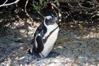 Brillenpinguin am Boulders-Strand