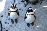 Brillenpinguine am Boulders-Strand