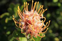 Nadelkissenprotea im Botanischen Garten von Kirstenbosch