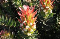 Proteengarten im Botanischen Garten von Kirstenbosch