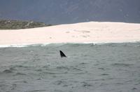 Wal-Fluke bei Hermanus