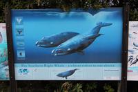 Informationstafel zum Südlichen Glattwal in Hermanus