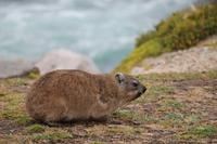 Klippschliefer - Dassie in Hermanus