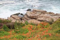 Blühender Küstenstreifen in Hermanus