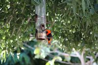 Oryxweber am Hotel in Montagu