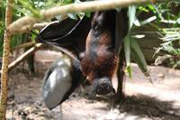 Flughund in der Cango Wildlife Ranch in Oudtshoorn