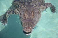 Nil-Krokodil in der Cango Wildlife Ranch