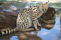 Cerval-Katze in der Cango Wildlife Ranch