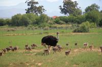Straußenpapa mit Straußenkindergarten