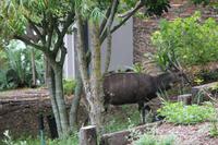 Buschbock im Featherbed-Reservat