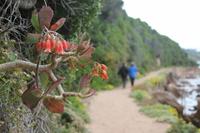 Wanderung im Featherbed-Nationalpark bei Knysna