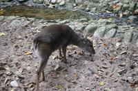 Blue Duiker - eine der kleinsten Antilopenarten der Welt