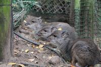 Blue Duiker - eine der kleinsten Antilopenarten der Welt