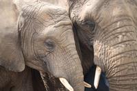 Elefanten im Knysna Elephant Park