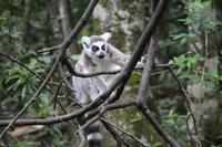 Katta-Lemure im Monkeyland bei Plettenberg