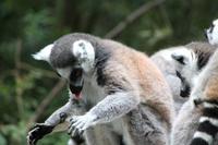 Katta-Lemuren im Monkeyland bei Plettenberg