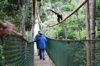 DIe längste Hängebrücke Südafrikas im Monkeyland