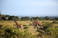Giraffen im Kariega Game Reserve unweit der Rezeption