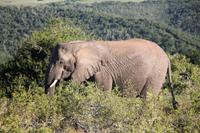 Elefant im Kariega Game Reserve