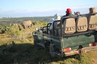Jeepsafari im Kariega Game Reserve - Elefantenbeobachtung