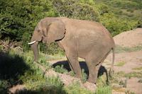 Elefant im Kariega Game Reserve