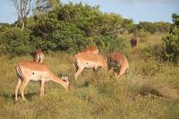 Impalas im Kariega Game Reserve