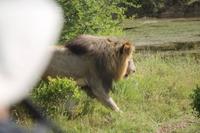 Löwe im Kariega Game Reserve