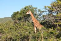 Giraffe im Kariega Game Reserve