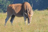 Eland-Antilope im Kariega Game Reserve