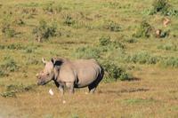 Breitmaulnashorn im Kariega Game Reserve